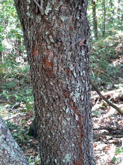 {Prunus alabamensis}